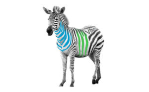 Zebre Venetis